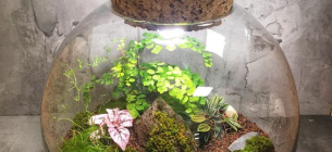 35 Desain Taman Terrarium Untuk Mempercantik Rumah Anda